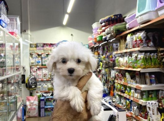 Ev Doğumlu Teacup Maltipoo görsel